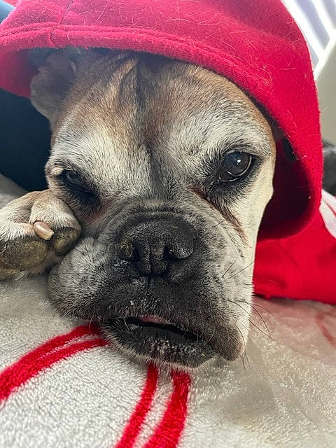 Zara a rejoint le concours — aidez-le/la à gagner de superbes lots ! bulldog, canidae, carnivore, collar, companion_dog, dog, dog_breed, dog_collar, ear, fawn, fur, molosser, nose, puppy_love, snout, sporting_group, toy_dog, whiskers, working_animal, wrinkle