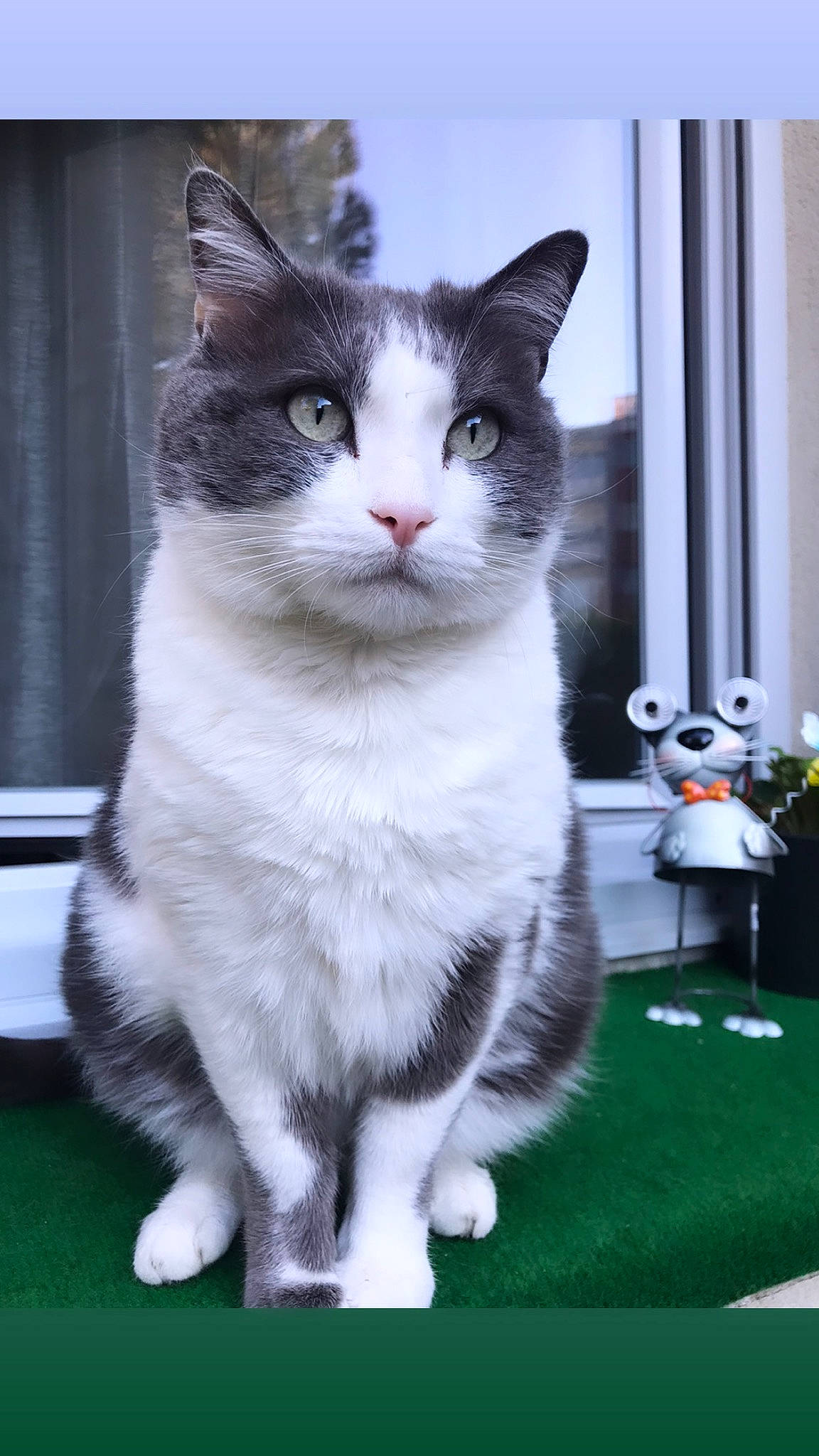 Mika a rejoint le concours — aidez-le/la à gagner de superbes lots ! carnivore, cat, domestic_short_haired_cat, felidae, fur, grass, grey, paw, plant, sitting, small_to_medium_sized_cats, snout, tail, whiskers, window