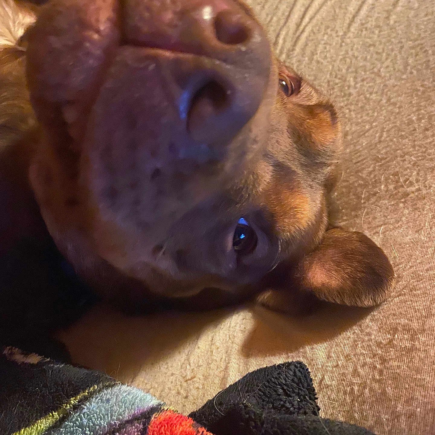 Rocco joined the competition — help win amazing prizes! animal, blanket, brown, canine, close_up, cute, dog, ears, fabric, face, fur, indoor, lying_down, nose, pet, playful, portrait, resting, snout, texture