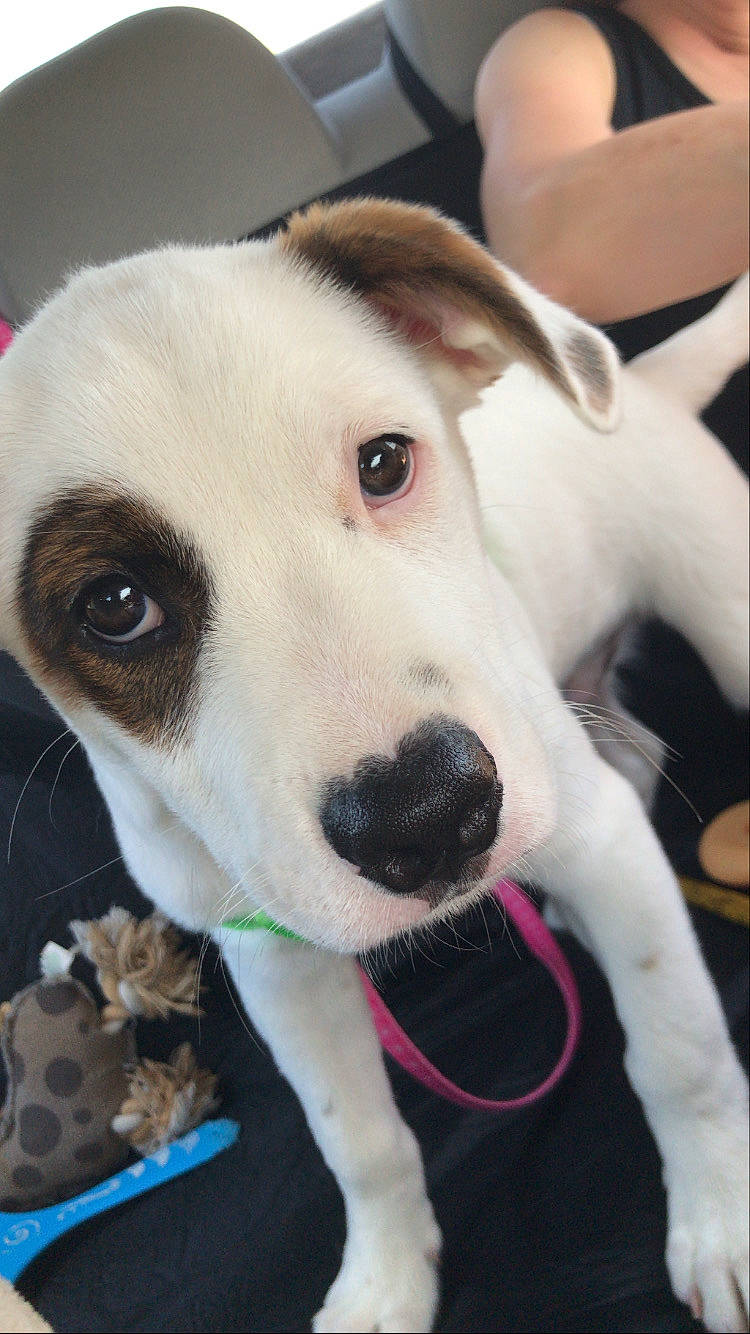 Ptarmigan joined the competition — help win amazing prizes! ancient_dog_breeds, canidae, carnivore, collar, companion_dog, dog, dog_breed, dog_collar, dog_supply, fawn, fur, leash, non_sporting_group, pet_supply, puppy, sporting_group, street_dog, whiskers, working_animal, working_dog