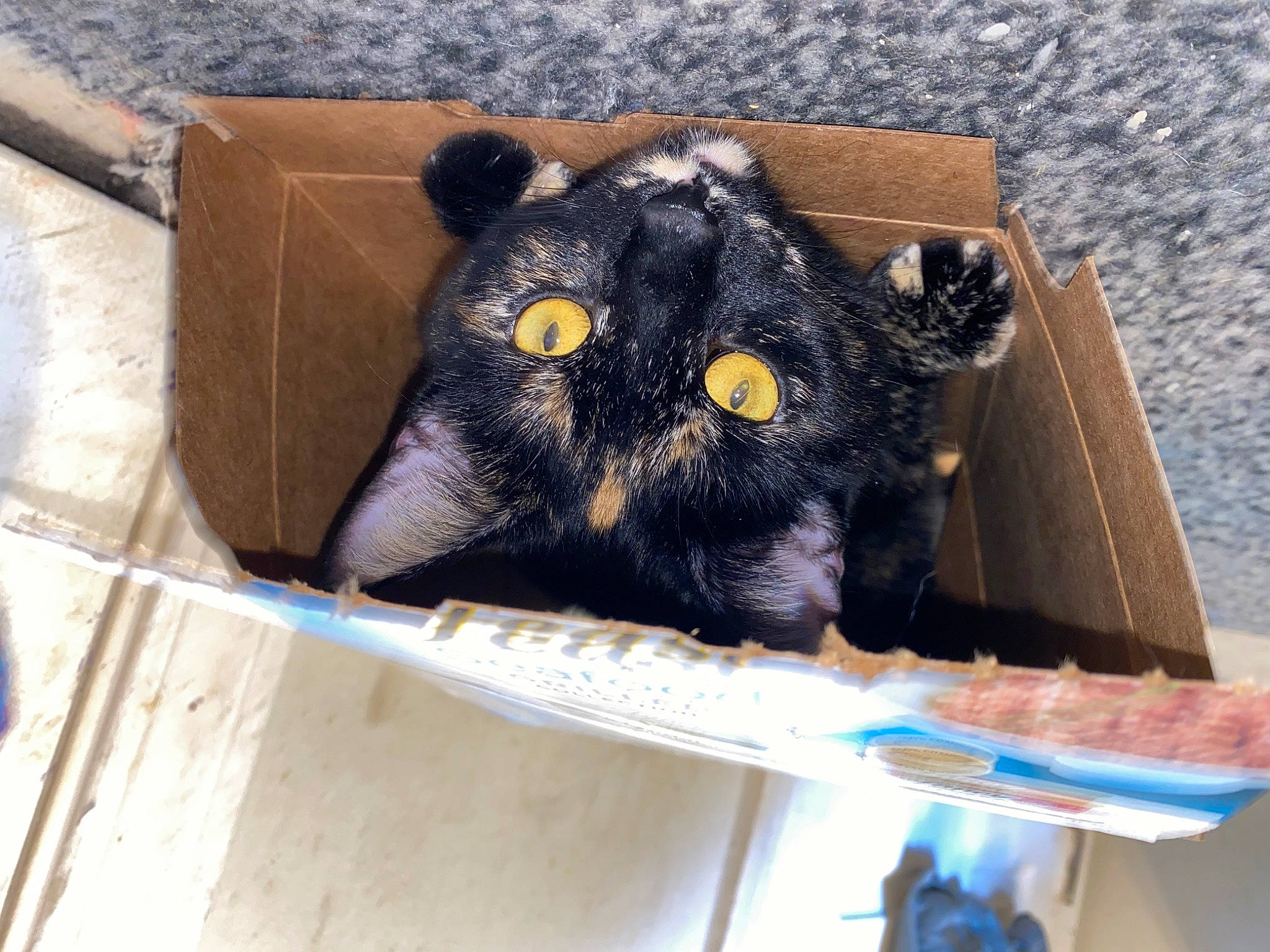 Cali joined the competition — help win amazing prizes! animal_shelter, black_cat, bombay, box, cage, carnivore, cat, comfort_food, domestic_short_haired_cat, felidae, fur, mammal, pet_supply, small_to_medium_sized_cats, snout, stuffed_toy, terrestrial_animal, toy, vertebrate, whiskers