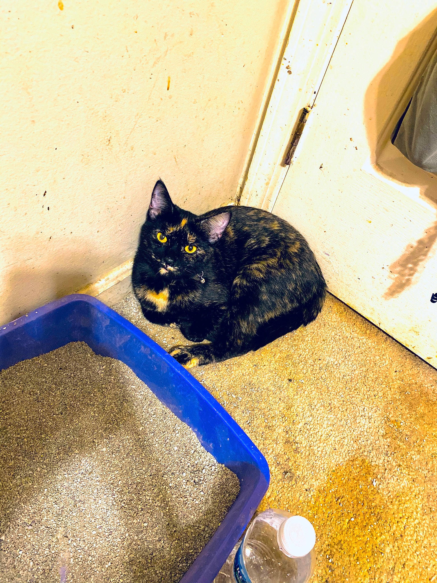 Cali joined the competition — help win amazing prizes! black_cat, bombay, box, carnivore, cat, domestic_short_haired_cat, electric_blue, felidae, floor, flooring, fur, grass, room, small_to_medium_sized_cats, soil, stairs, tail, tints_and_shades, whiskers, wood