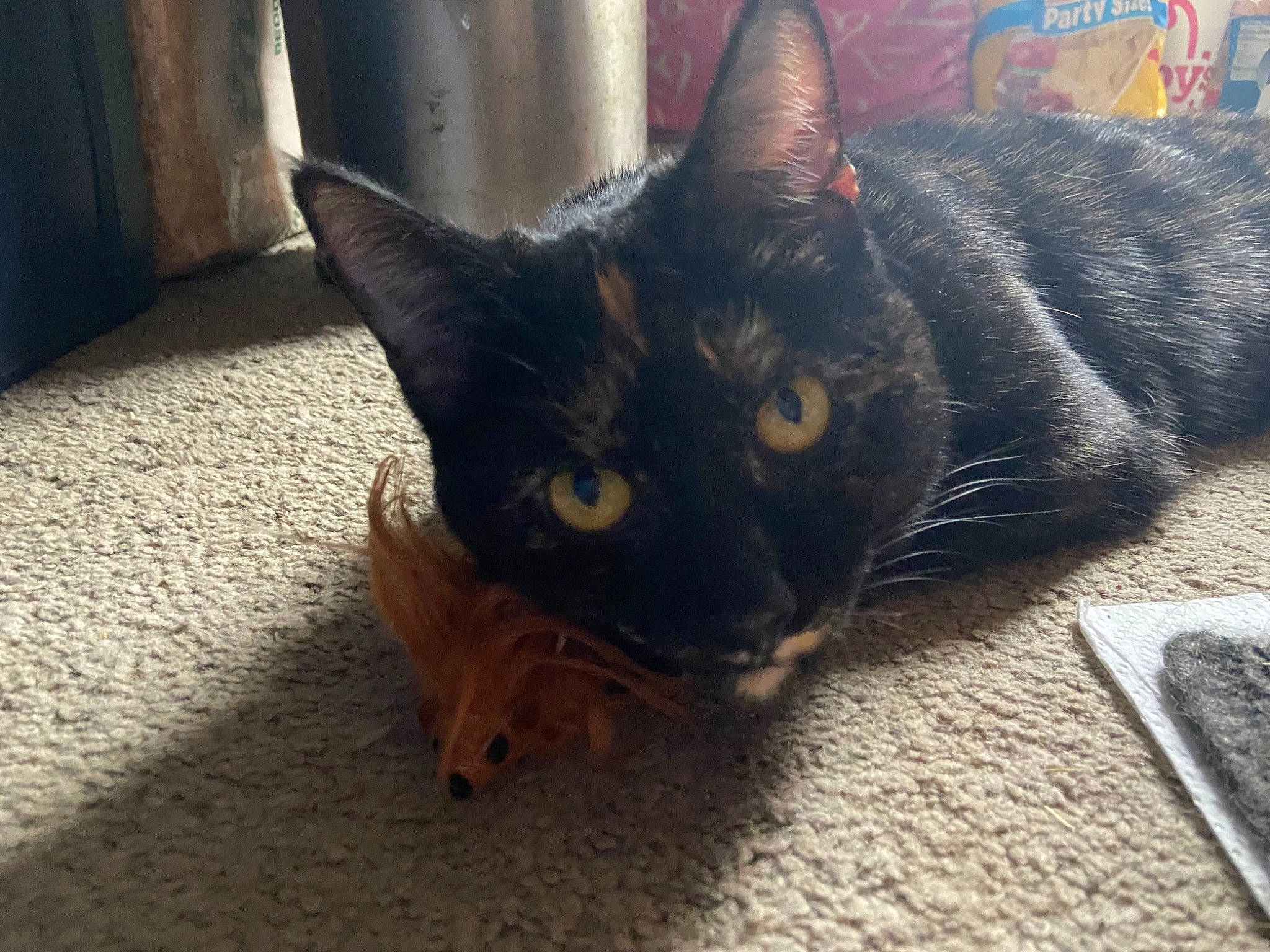 Cali joined the competition — help win amazing prizes! black_cat, carnivore, cat, claw, domestic_short_haired_cat, felidae, flooring, fur, paw, sitting, small_to_medium_sized_cats, snout, tail, whiskers