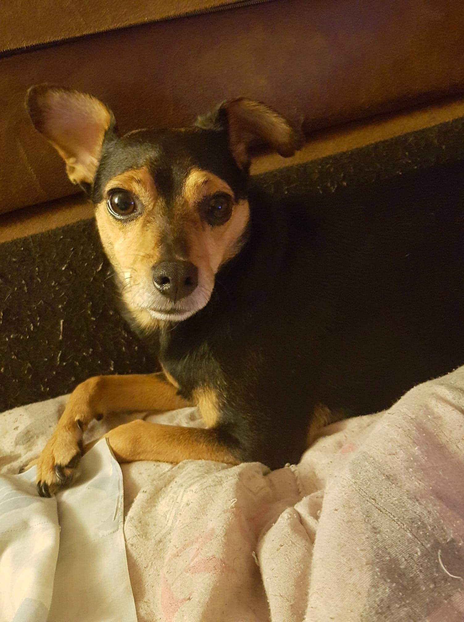 Benji a rejoint le concours — aidez-le/la à gagner de superbes lots ! ancient_dog_breeds, canidae, carnivore, comfort, companion_dog, dog, dog_breed, ear, fawn, fur, paw, puppy, snout, sporting_group, terrestrial_animal, toy_dog, whiskers, working_animal