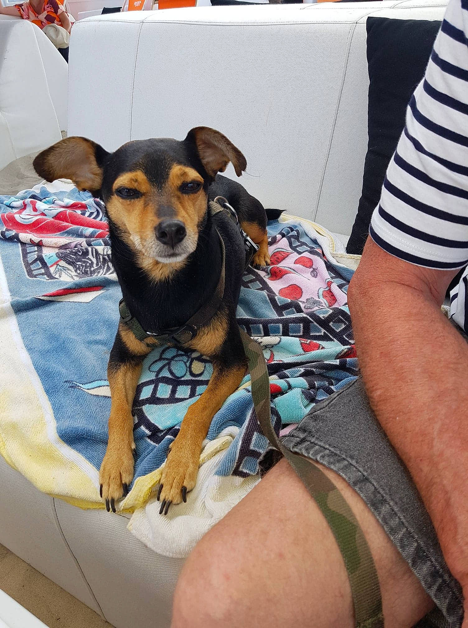 Benji a rejoint le concours — aidez-le/la à gagner de superbes lots ! bag, canidae, carnivore, comfort, companion_dog, dog, dog_breed, dog_clothes, dog_supply, fawn, foot, human_leg, knee, lap, sitting, snout, sporting_group, thigh, toy_dog, working_animal