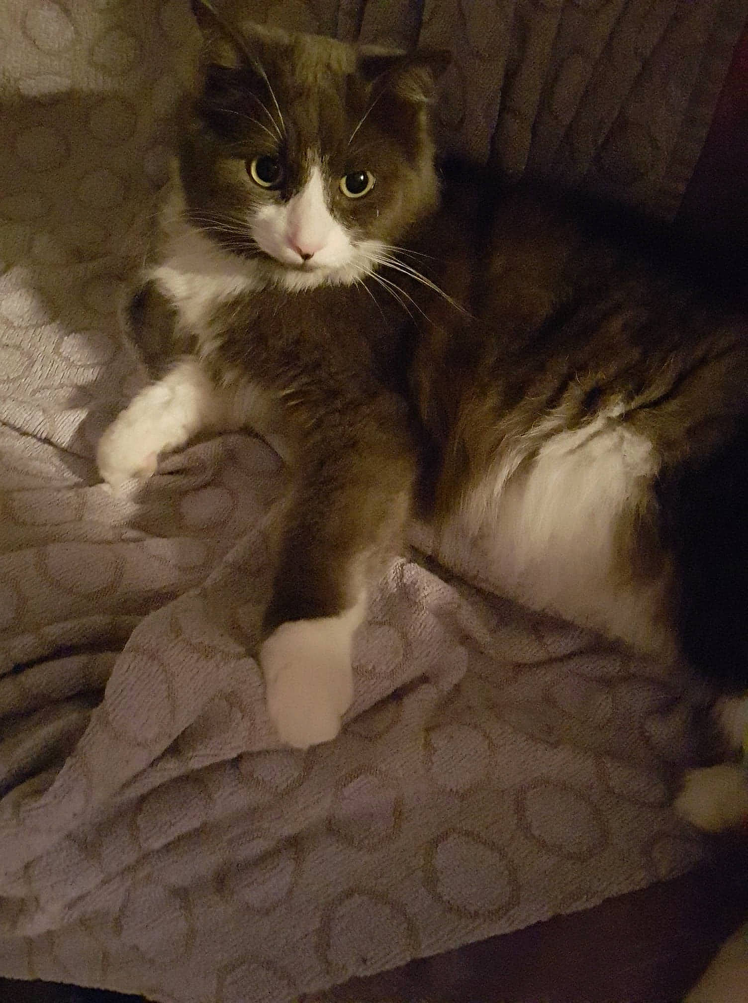 Bounty participe au concours pour gagner de l'argent avec cette photo : box, british_longhair, carnivore, cat, claw, comfort, domestic_short_haired_cat, fawn, felidae, flooring, fur, grey, hardwood, paw, sitting, small_to_medium_sized_cats, snout, tail, whiskers, wood