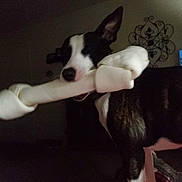Wally is registered to the contest to win money with this photo: dog, bone, indoor, black_and_white, pet, animal, playful, rawhide, furniture, living_room, decor, canine, domestic, mammal, companion, cute, toy, chewing, dark, shadow