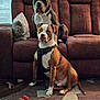 dog, brown_couch, carpet, indoor, pet, harness, toy, seated, two_animals, living_room, window, pillow, relaxed, domestic_animal, fur, ears, snout, floor, home_interior, animal_companion