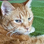 Red joined the competition — help win amazing prizes! cat, ginger_cat, close_up, whiskers, fur, green_blanket, indoor, resting, pet, feline, animal, cute, cozy, relaxed, face, ears, eyes, portrait, domestic_cat, sleepy