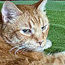 animal, cat, close_up, cozy, cute, domestic_cat, ears, eyes, face, feline, fur, ginger_cat, green_blanket, indoor, pet, portrait, relaxed, resting, sleepy, whiskers
