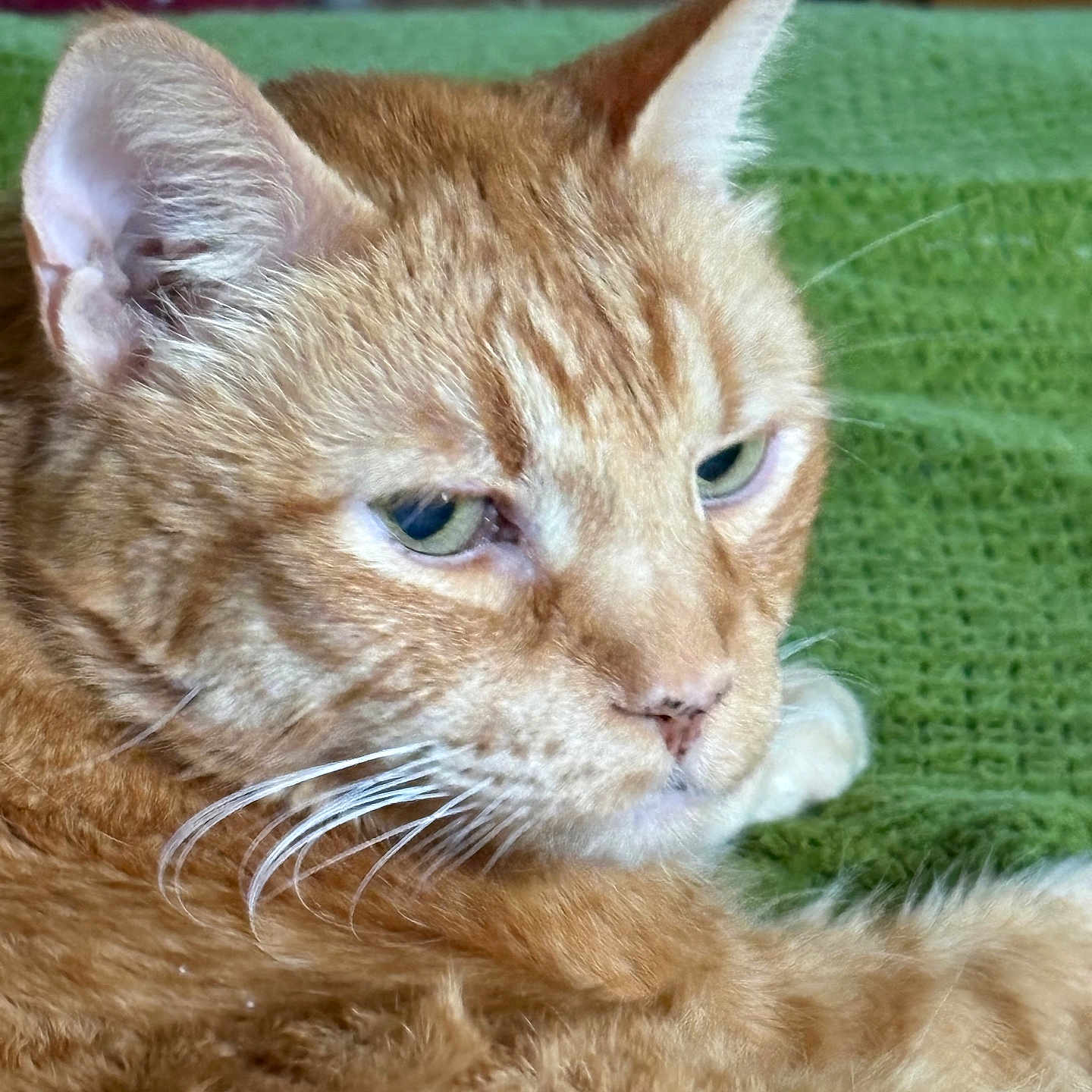 Red joined the competition — help win amazing prizes! cat, ginger_cat, close_up, whiskers, fur, green_blanket, indoor, resting, pet, feline, animal, cute, cozy, relaxed, face, ears, eyes, portrait, domestic_cat, sleepy