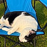 Gizmo joined the competition — help win amazing prizes! cat, black_and_white_cat, sleeping, blue_chair, folding_chair, outdoor, grass, sunlight, pet, animal, relaxing, feline, mammal, nature, resting, summer, domestic_animal, cute, peaceful, chair