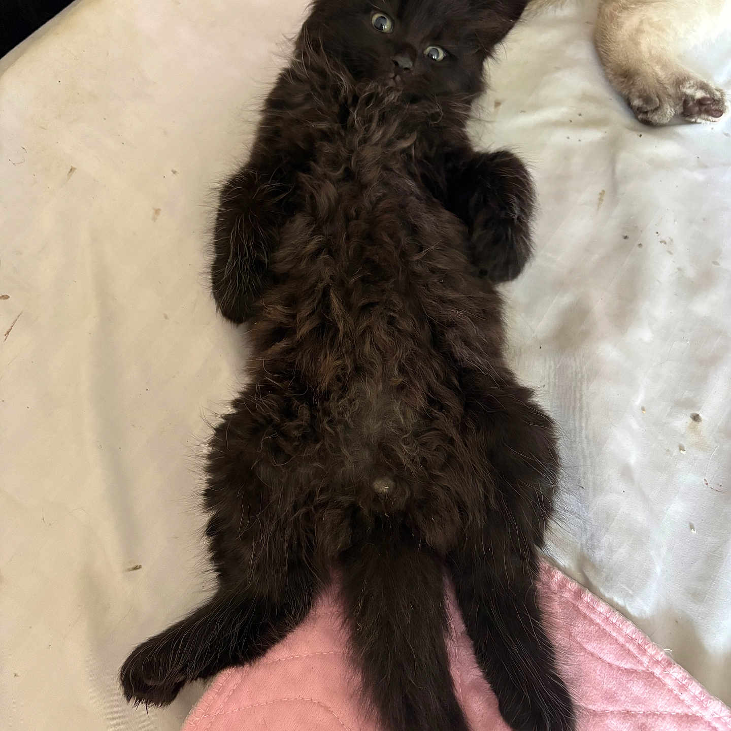 Gizmo is registered to the contest to win money with this photo: black_kitten, cat, lying_down, fluffy, pet, indoor, blanket, pink_blanket, white_surface, paw, feline, cute, fur, animal, resting, curious, two_cats, soft_texture, relaxed, young_cat