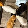 Gizmo joined the competition — help win amazing prizes! cat, kitten, orange_cat, white_cat, black_cat, eating, food, floor, wood_floor, pet, domestic_animal, fur, animal_group, indoor, cute, small_animal, playful, feeding, four_animals, circle