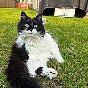 Gizmo is registered to the contest to win money with this photo: cat, black_and_white, fluffy, green_eyes, grass, outdoor, pet, animal, relaxed, tail, lawn, sunlight, backyard, feline, nature, cute, whiskers, sitting, domestic_animal, fur