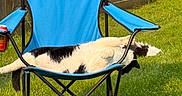 Gizmo joined the competition — help win amazing prizes! cat, black_and_white, chair, folding_chair, outdoor, grass, fence, sunny, relaxed, pet, animal, backyard, leisure, summer, sprawled, funny_pose, domestic_cat, resting, daylight, nature