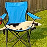 cat, black_and_white, chair, folding_chair, outdoor, grass, fence, sunny, relaxed, pet, animal, backyard, leisure, summer, sprawled, funny_pose, domestic_cat, resting, daylight, nature