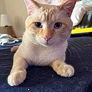 Casper joined the competition — help win amazing prizes! background_blur, bedroom, blanket, cat, close_up, cozy, cream_color, curious, domestic_animal, feline, fur, indoor, lamp, lying_down, orange_color, painting, paws, pet, soft_texture, whiskers
