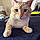 Casper