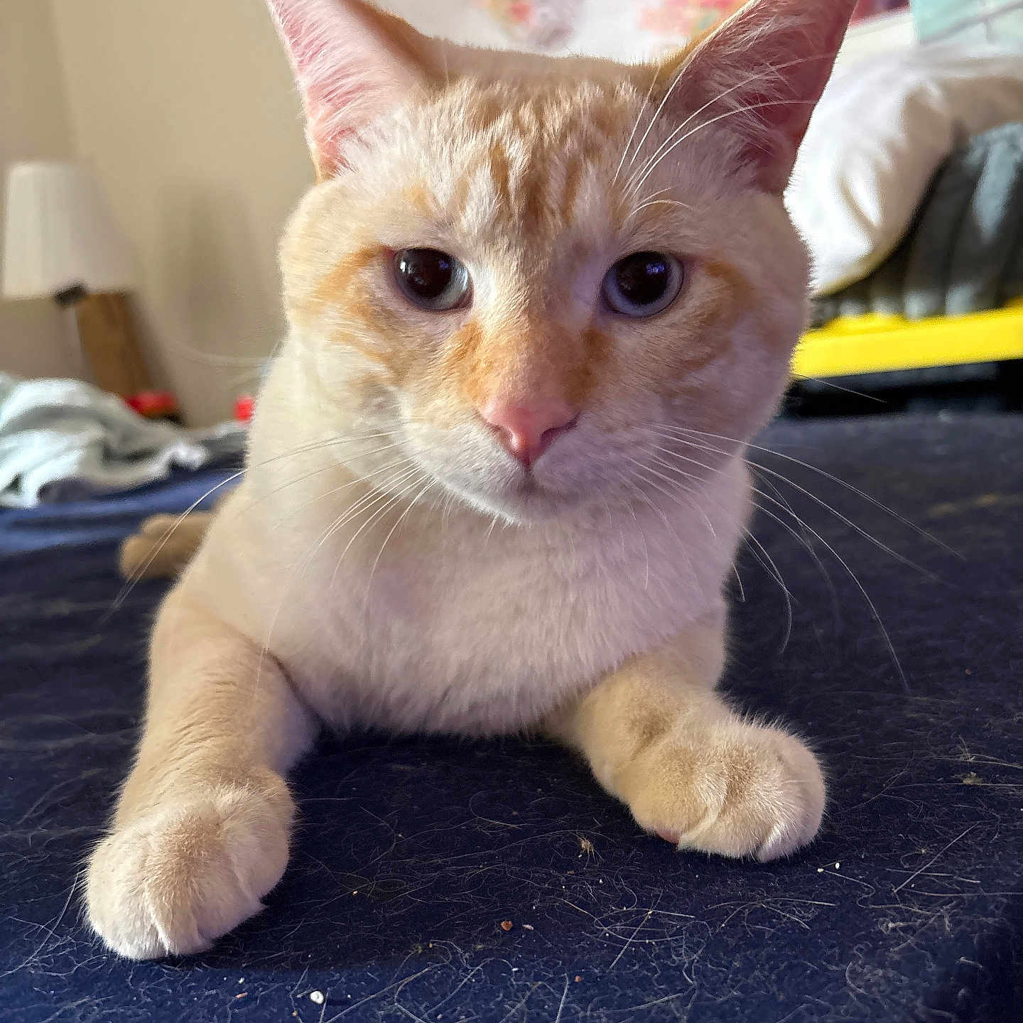 Casper