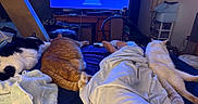 Casper joined the competition — help win amazing prizes! bed, black_and_white_cat, blanket, cat, chair, clothing, couch, furniture, indoor, lamp, living_room, orange_cat, person, pet, relaxation, screen, television, towel, white_cat, wooden_furniture