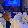 bed, black_and_white_cat, blanket, cat, chair, clothing, couch, furniture, indoor, lamp, living_room, orange_cat, person, pet, relaxation, screen, television, towel, white_cat, wooden_furniture