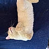 animal, blue_background, cat, content, cozy, cream_color, cute, domestic_cat, feline, fluffy, fur, indoor, lying_down, mammal, paw, pet_hair, relaxed, resting, sleeping, whiskers