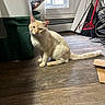 broom, cardboard, cat, cleaning_tools, cords, cream_colored_cat, curious, domestic, feline, flooring, household_items, indoor, natural_light, pet, plastic_bin, quiet, room, sitting, window, wooden_floor