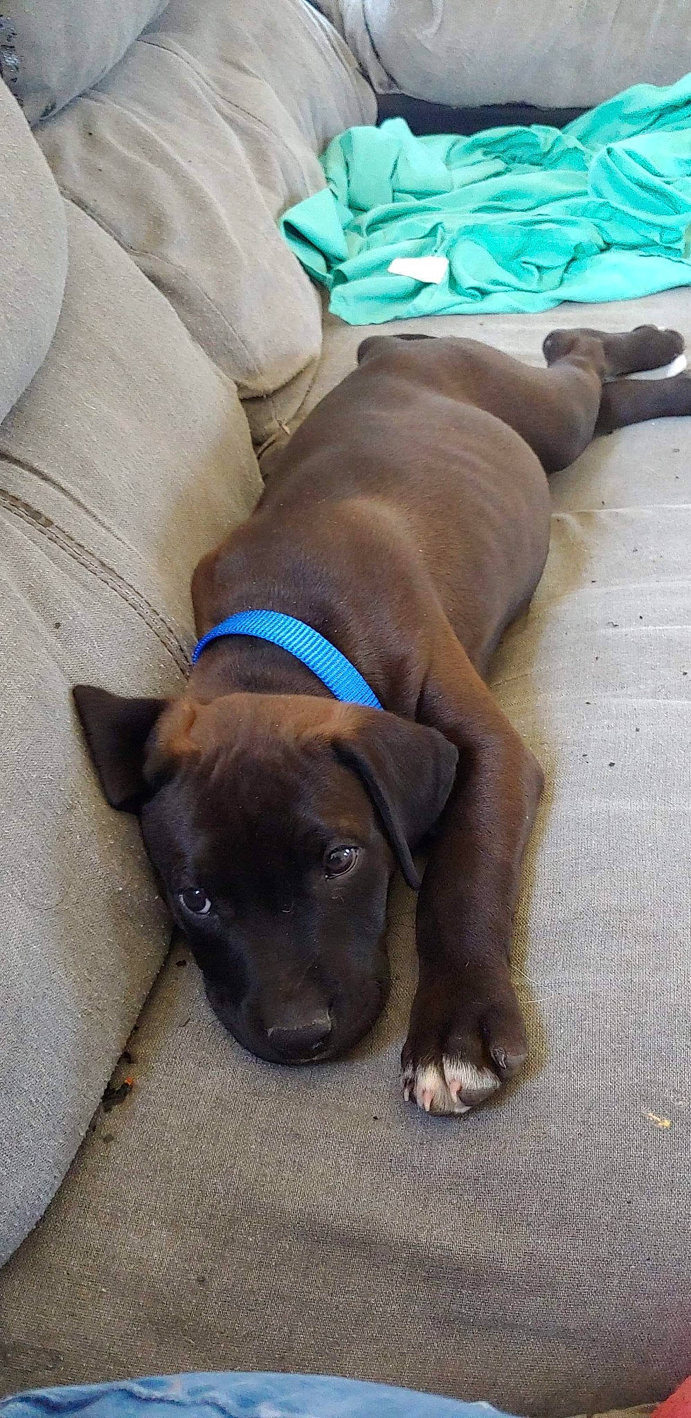 Wade Wilson joined the competition — help win amazing prizes! american_pit_bull_terrier, beagador, canidae, carnivore, dog, dog_breed, fawn, puppy, snout, sporting_group