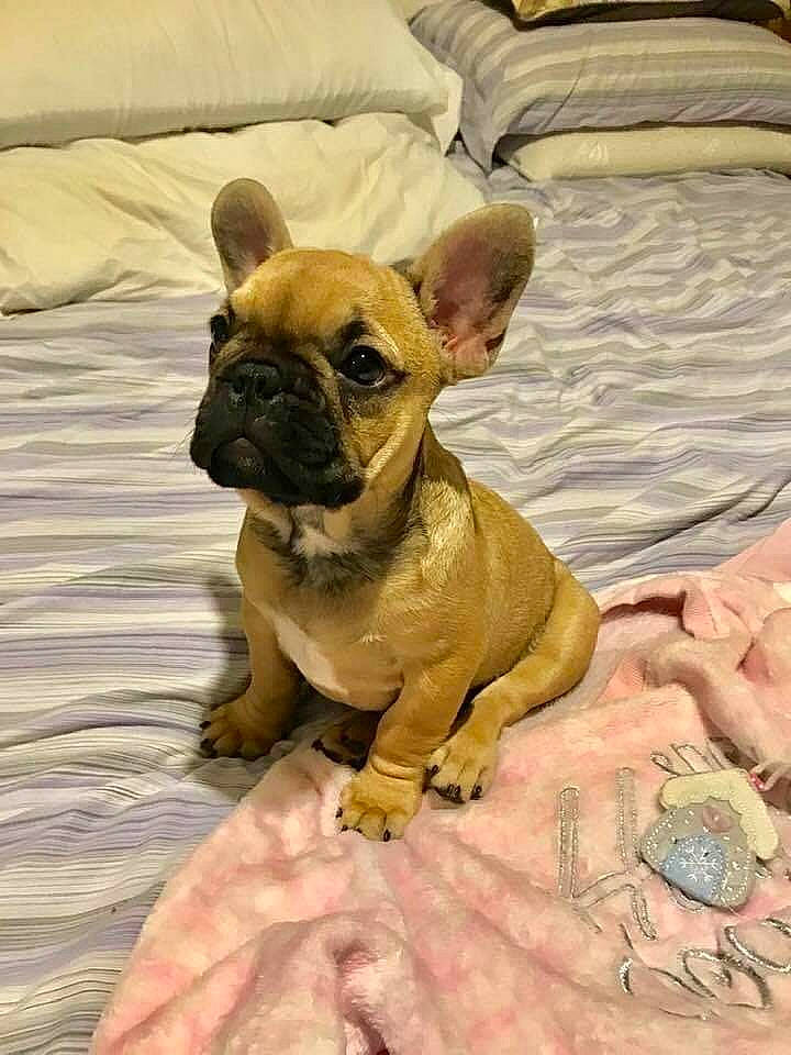 Prunelle participe au concours pour gagner de l'argent avec cette photo : boston_terrier, bulldog, canidae, carnivore, comfort, companion_dog, dog, dog_breed, dog_supply, fawn, linens, molosser, pug, snout, sporting_group, terrestrial_animal, toy_dog, whiskers, working_animal, wrinkle