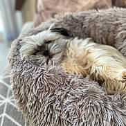 Dolly is registered to the contest to win money with this photo: animal, bed, carpet, comfort, cozy, cute, dog, fluffy, furniture, home, indoor, laying, nap, pet, plush, relaxing, resting, sleeping, small_dog, soft