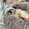animal, bed, carpet, comfort, cozy, cute, dog, fluffy, furniture, home, indoor, laying, nap, pet, plush, relaxing, resting, sleeping, small_dog, soft