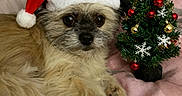 Dolly joined the competition — help win amazing prizes! animal, bed, blanket, celebration, christmas_tree, cozy, cute, decorations, dog, festive, fur, green, holiday, indoor, pet, red, relaxed, santa_hat, small_tree, white