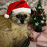 animal, bed, blanket, celebration, christmas_tree, cozy, cute, decorations, dog, festive, fur, green, holiday, indoor, pet, red, relaxed, santa_hat, small_tree, white