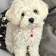 Poppy is registered to the contest to win money with this photo: dog, white, fluffy, pet, collar, bell, cute, indoor, couch, fur, small_dog, sitting, looking_up, cozy, domestic, animal, companion, friendly, adorable, portrait