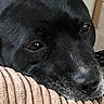 Roxy joined the competition — help win amazing prizes! animal, black_dog, brown, canine, close_up, cushion, dog, expression, eyes, face, fur, indoor, nose, pet, portrait, relaxed, resting, snout, soft, texture