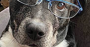 Roxy joined the competition — help win amazing prizes! animal, black, close_up, couch, cute, dog, ears, eyes, face, fur, glasses, indoor, looking, nose, pet, portrait, sitting, wearing, whiskers, white