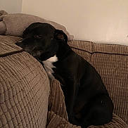 Roxy is registered to the contest to win money with this photo: animal, beige, black_dog, companion, corduroy, couch, cozy, cute, dog, domestic_animal, furniture, indoor, living_room, pet, relaxed, resting, seated, side_view, sleepy, wall