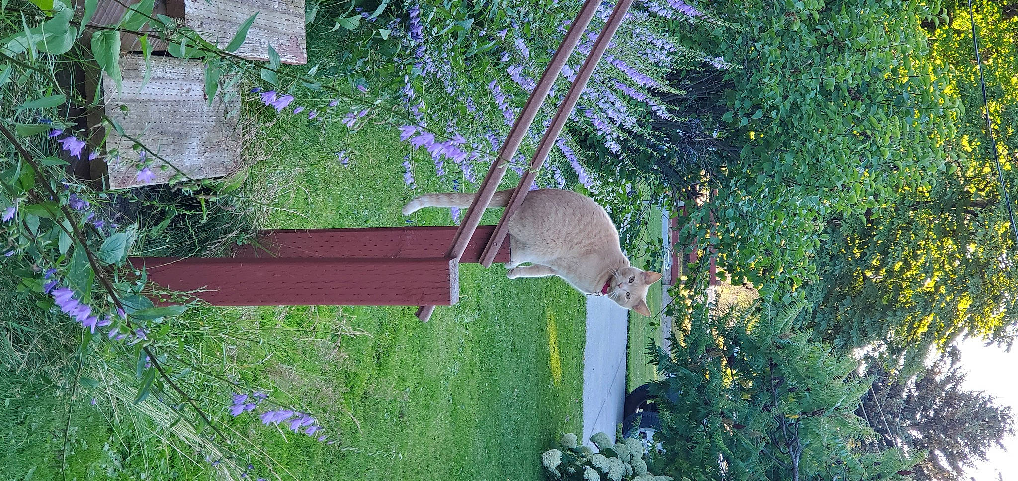 Halo joined the competition — help win amazing prizes! fawn, felidae, flower, flowerpot, garden, grass, grass_family, groundcover, herb, landscape, leaf, lighting, marsupial, plant, rodent, shrub, squirrel, tail, tree, wood