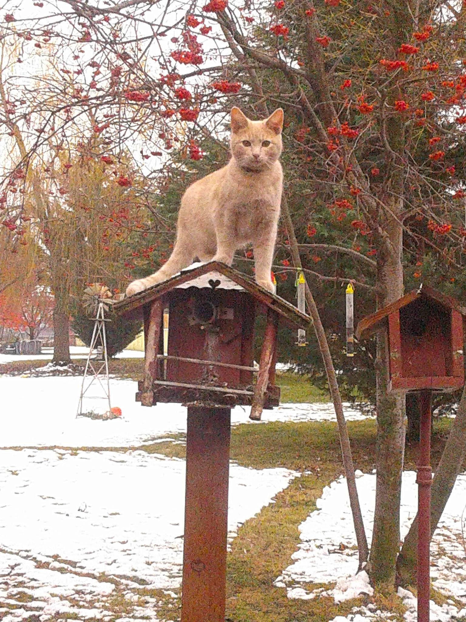 Halo joined the competition — help win amazing prizes! branch, carnivore, cat, fawn, felidae, flowerpot, freezing, plant, small_to_medium_sized_cats, snout, snow, street_light, tail, tree, trunk, twig, whiskers, window, winter, wood