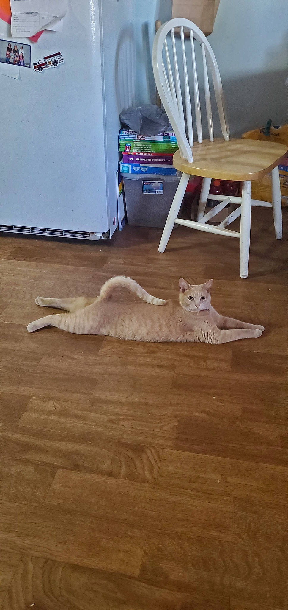 Halo is registered to the contest to win money with this photo: carnivore, cat, comfort, fawn, felidae, flooring, fur, hardwood, laminate_flooring, plank, plywood, room, small_to_medium_sized_cats, tail, varnish, whiskers, window_blind, wood, wood_flooring, wood_stain