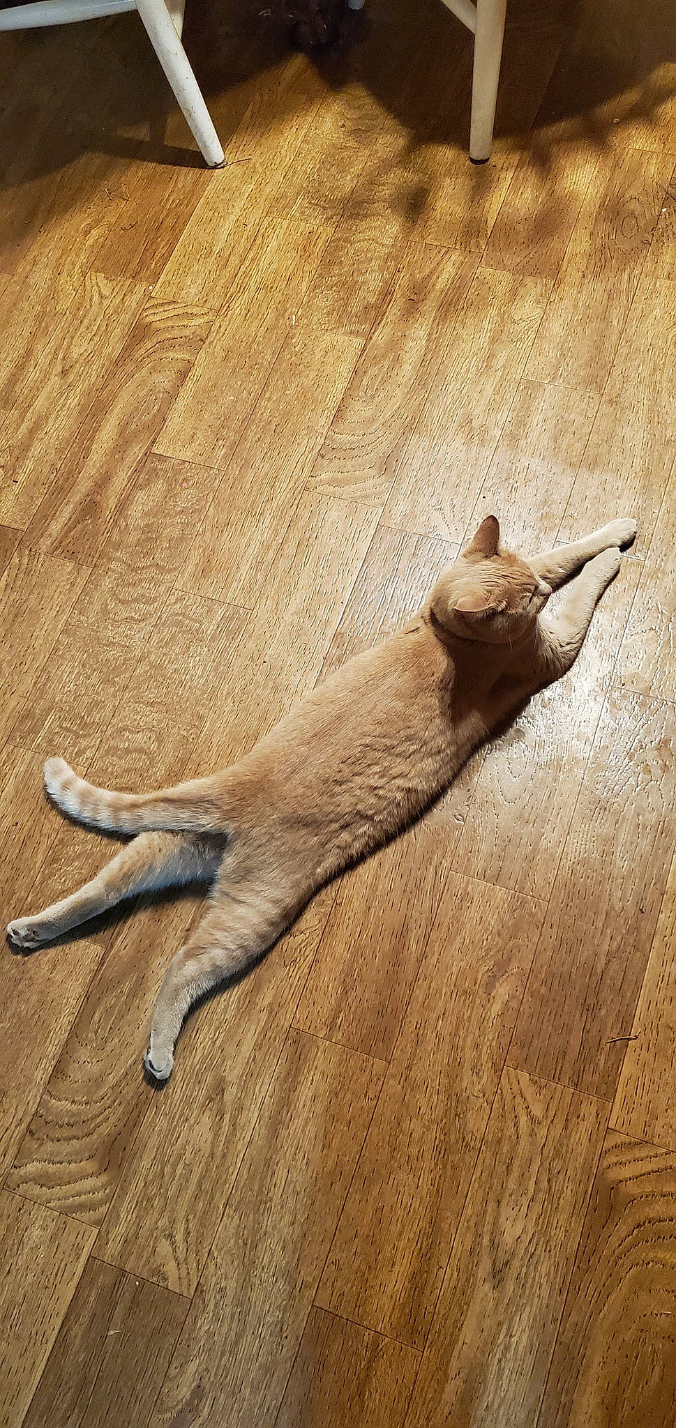 Halo is registered to the contest to win money with this photo: brown, carnivore, cat, comfort, fawn, felidae, floor, flooring, foot, fur, hardwood, laminate_flooring, small_to_medium_sized_cats, tail, terrestrial_animal, tints_and_shades, whiskers, wood, wood_flooring, wood_stain