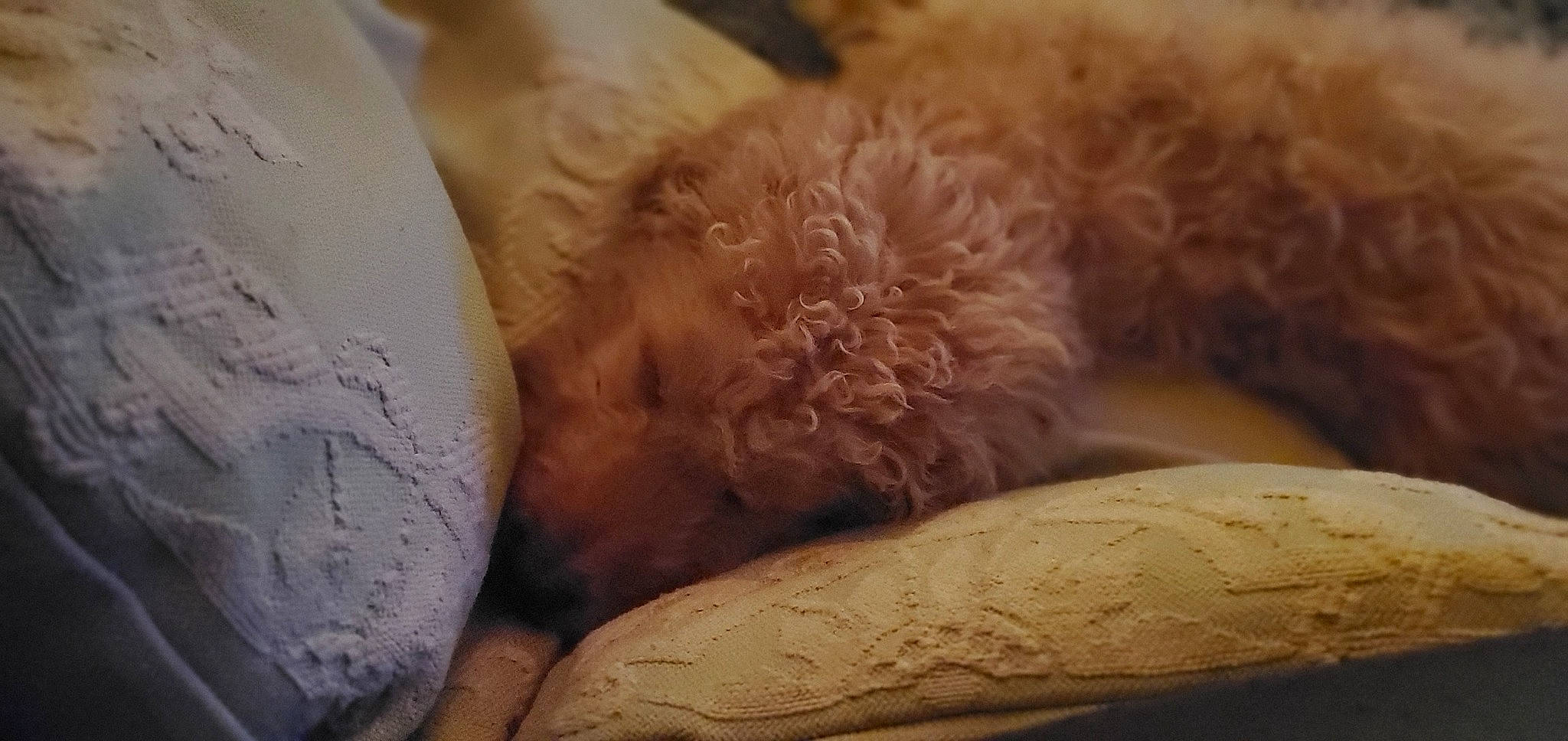 Barley joined the competition — help win amazing prizes! bedding, canidae, carnivore, comfort, companion_dog, dog, dog_breed, fawn, felidae, fur, linens, nap, small_to_medium_sized_cats, snout, sporting_group, tableware, toy_dog, whiskers, wood, working_animal