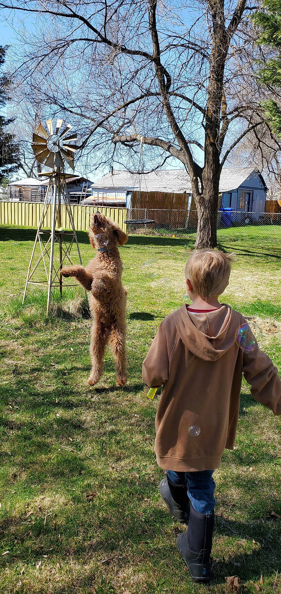 Barley joined the competition — help win amazing prizes! airedale_terrier, companion_dog, dog, dog_breed, fawn, fun, fur, grass, grass_family, jacket, lawn, leisure, people_in_nature, plant, sky, soil, tail, terrestrial_animal, toddler, tree