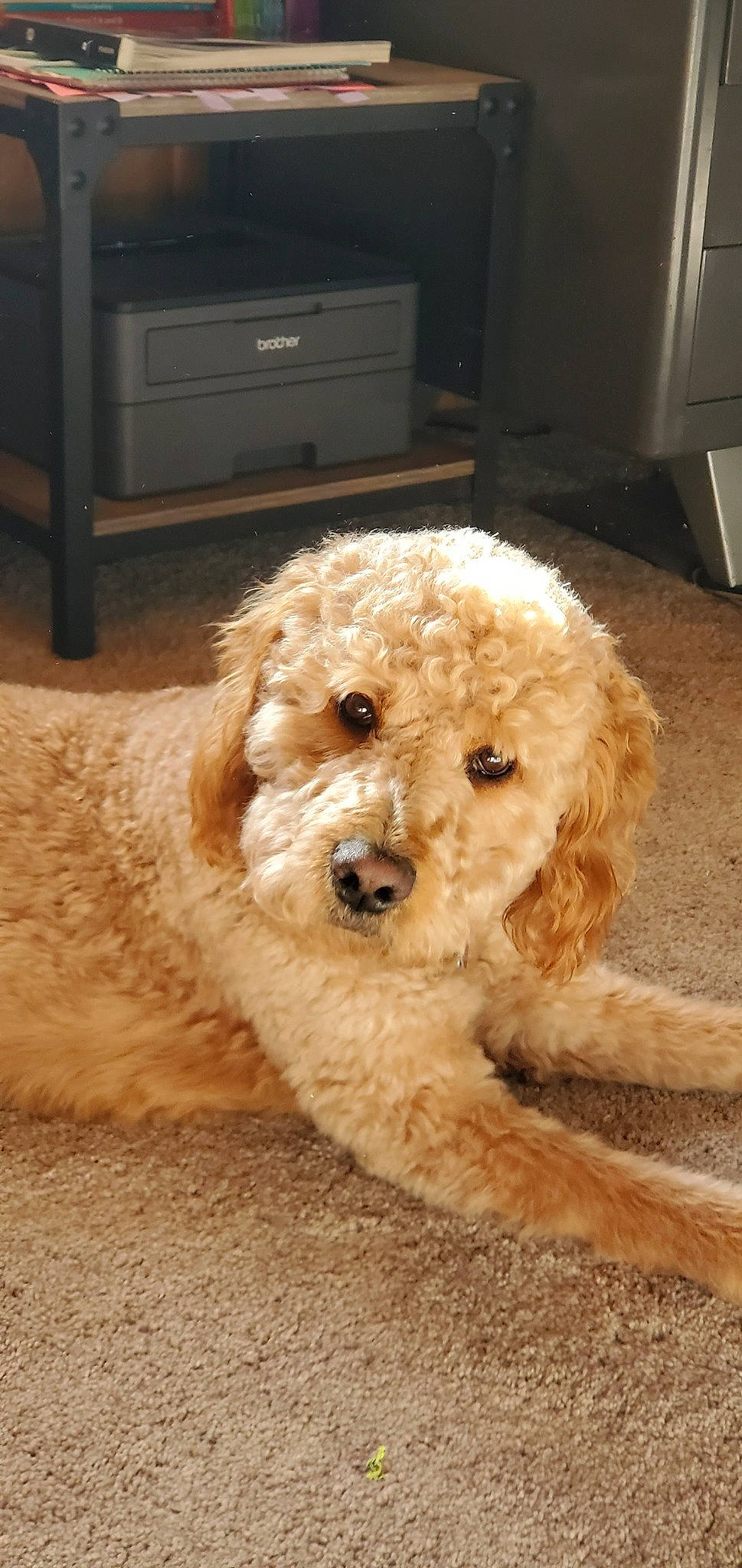 Barley is registered to the contest to win money with this photo: cabinetry, canidae, carnivore, chest_of_drawers, companion_dog, dog, dog_breed, dog_collar, drawer, fawn, fur, labradoodle, poodle, shih_poo, snout, sporting_group, terrier, toy_dog, water_dog, working_animal