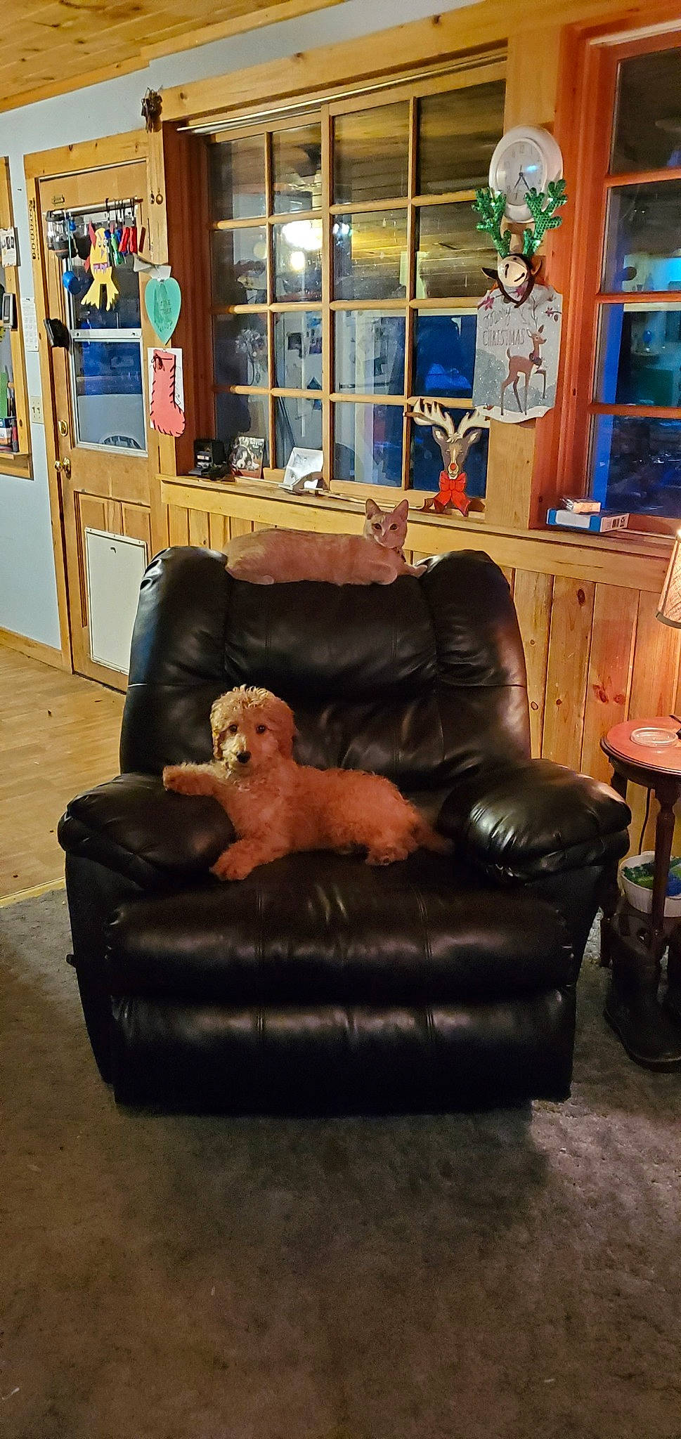 Barley joined the competition — help win amazing prizes! blue, bookcase, brown, carnivore, comfort, companion_dog, couch, dog, dog_breed, fawn, floor, flooring, furniture, hardwood, living_room, picture_frame, shelf, studio_couch, table, wood