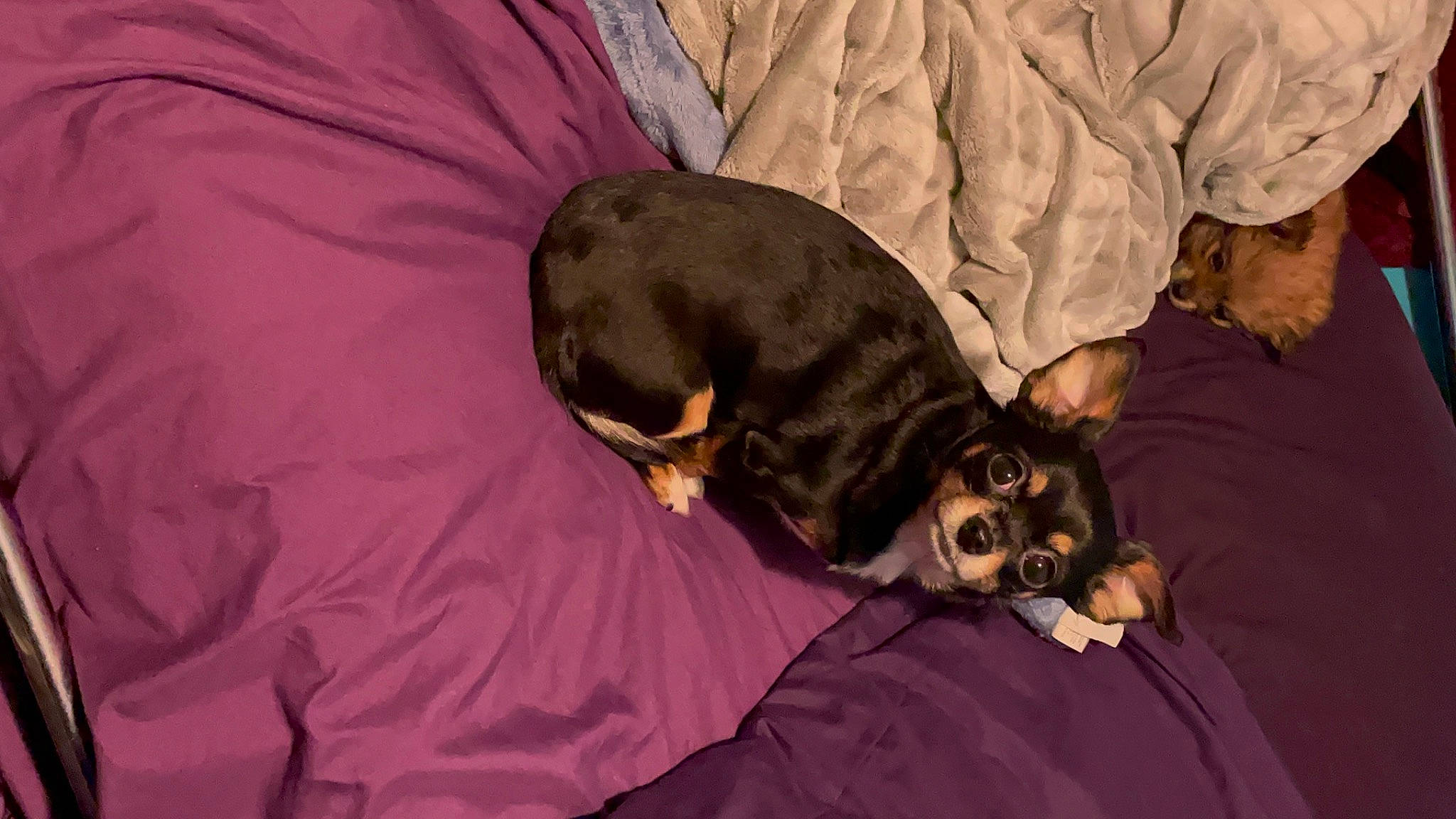 Eva is registered to the contest to win money with this photo: bed, canidae, carnivore, comfort, companion_dog, dog, dog_breed, dog_supply, ear, fawn, fur, guard_dog, liver, nap, paw, snout, sporting_group, toy_dog, whiskers, working_animal