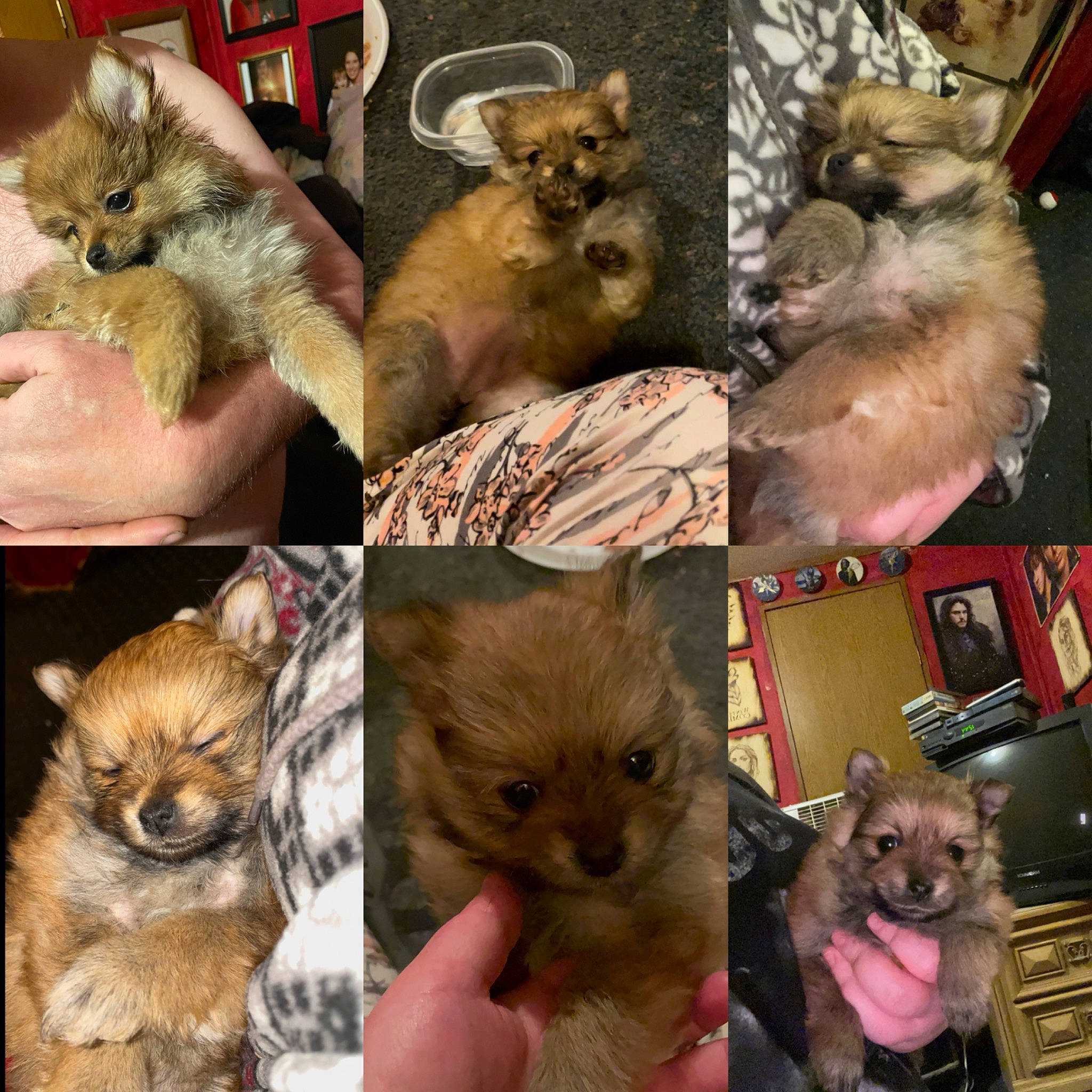 Lady is registered to the contest to win money with this photo: carnivore, cat, collage, companion_dog, event, eyelash, fawn, felidae, fur, mammal, organism, small_to_medium_sized_cats, snout, tail, terrestrial_animal, vertebrate, whiskers, wildlife