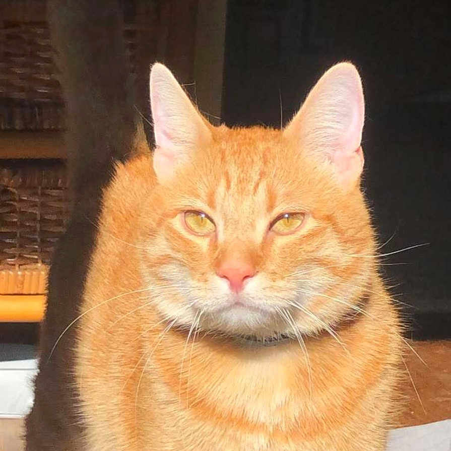 Ruby a rejoint le concours — aidez-le/la à gagner de superbes lots ! abyssinian, angora, animal, blackcat, cat, citrusfruit, egyptiancat, food, fruit, indoors, kitten, manx, orange, person, pet, plant, pottedplant, produce, sleeping, wood