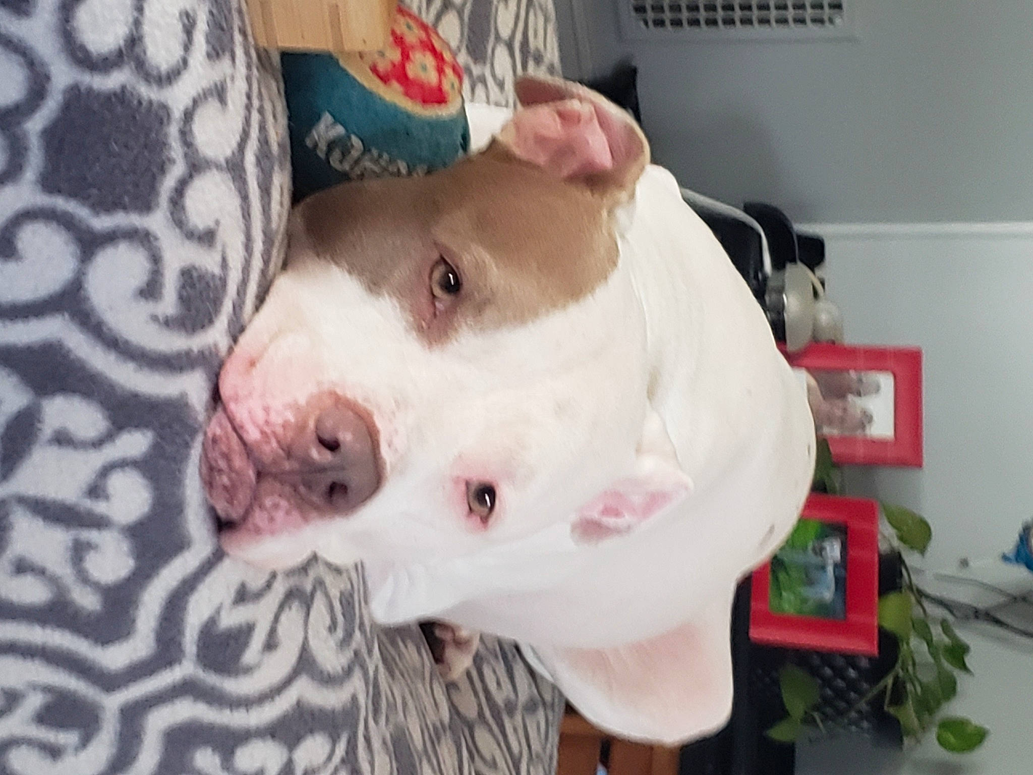 Brooklyn joined the competition — help win amazing prizes! canidae, carnivore, collar, companion_dog, cordoba_fighting_dog, dog, dog_breed, dog_supply, dogo_argentino, fawn, fur, non_sporting_group, pet_supply, pit_bull, puppy, sporting_group, suidae, terrestrial_animal, whiskers, working_animal